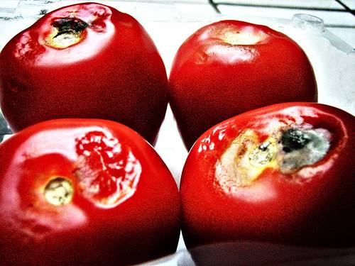 Podle amerických genetiků z Purdue University v americkém státě Indiana bychom se v budoucnu již nemuseli v ochodech setkávat s nahnilým ovocem. Objevili totiž gen, který dokáže prodloužit „životnost“ rajčat na regálech obchodů  přinejmenším o týden. 