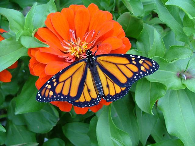 Stěhování severoamerických motýlů monarchů, je pro obyvatele USA vždy na podzim doslova atraktivní podívanou. Miliony pestrobarevných, oranžovo-černých motýlů se sdružují do milionových hejn a odlétají na tisíce kilometrů dlouhou cestu na jih. Jejich konečnou stanicí je ponejvíce Mexiko, někteří línější jedinci zůstávají už i na jihu Kalifornie.