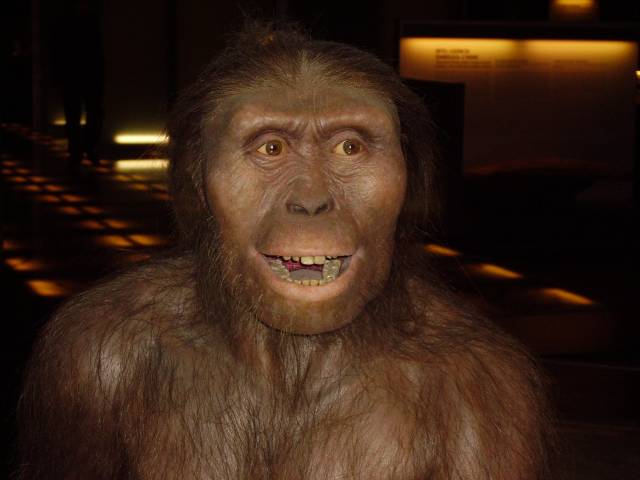 Kdy přestali být dávní hominidé „bezmocnými“ sběrači ořechů a kořínků a přešli k systematickému lovení zvěře? Nedávné nálezy z Etiopie přinutily vědce posunout tuto hranici o celý milión let! Kamenné nástroje k lovu užívali již příslušníci druhu Australopithecus afarensis, tedy i slavná Lucy.