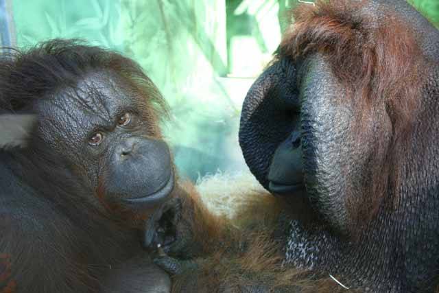 čka orangutana bornejského (Pongo pygmaeus), kterému v zoo v Ústí nad Labem říkají Ňuňák, proslavil především film Marie Poledňákové „Dva lidi v zoo“ z roku 1989. Ve filmu se představil jako sotva 5 kilogramů vážící „miminko“, dnes je z něj však 140kilogramový obr, který patří k největším orangutanům na světě.
