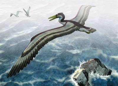 V nedávné době byl díky spolupráci německých a chilských paleontologů pokořen další rekord živočišné říše. V Chile byly nalezeny zbytky pozdně třetihorního mořského ptáka, jehož rozpětí křídel překonalo všechny doposud potvrzené rekordy - od konce jednoho křídla na druhý měřil tento gigant celých 5,2 metru.