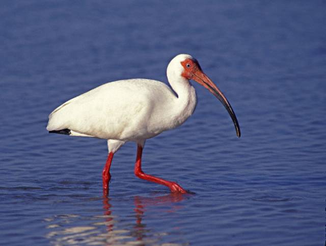Homosexuální chování není v přírodě vůbec ničím výjimečným. Když však začne v populaci z nějakého důvodu převládat, začne populacím příslušnému druhu zvonit umíráček. Vědci nedávno přišli se zjištěním, že za postupující "epidemií" homosexuality u vodních ptáků ibisů stojí nejspíše člověk. 