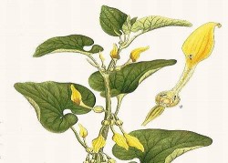 Image thumbnail