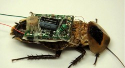 Image thumbnail