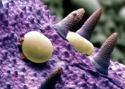Image thumbnail