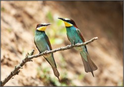 Image thumbnail