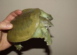 Image thumbnail