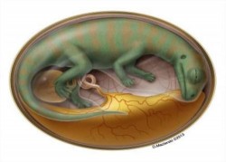 Image thumbnail