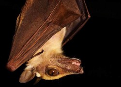 Image thumbnail
