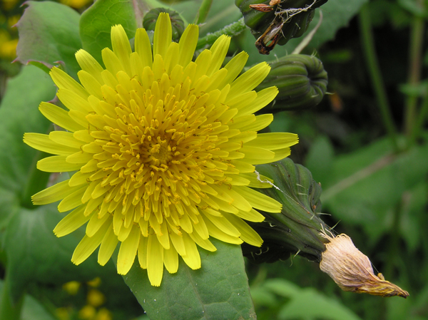 Mléč zelinný (Sonchus oleraceus)