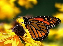 Image thumbnail