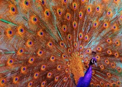 Image thumbnail