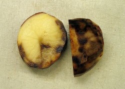 Image thumbnail