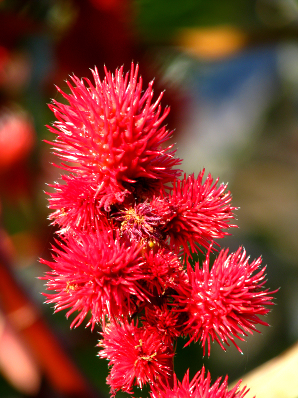Skočec obecný (Ricinus communis)