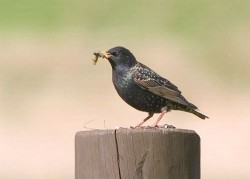 Image thumbnail
