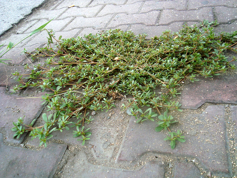 Šrucha zelná (Portulaca oleracea)