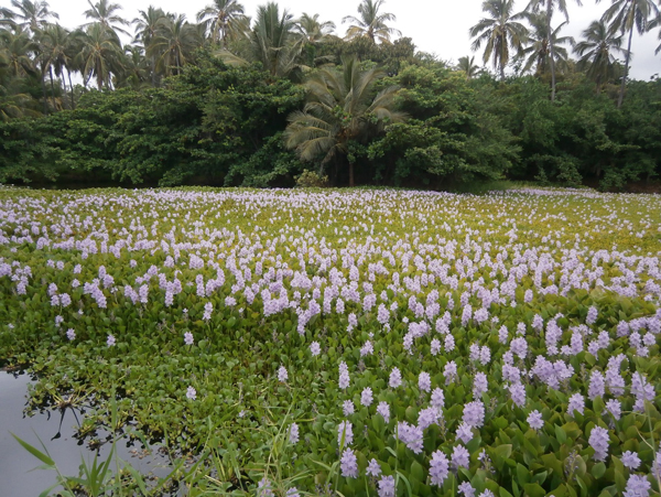 Tokozelka nadmutá (Eichhornia crassipes)
