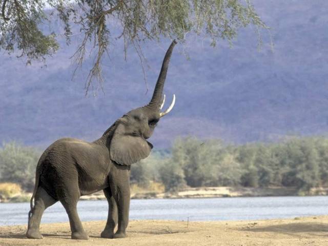Tajemství sloního troubení