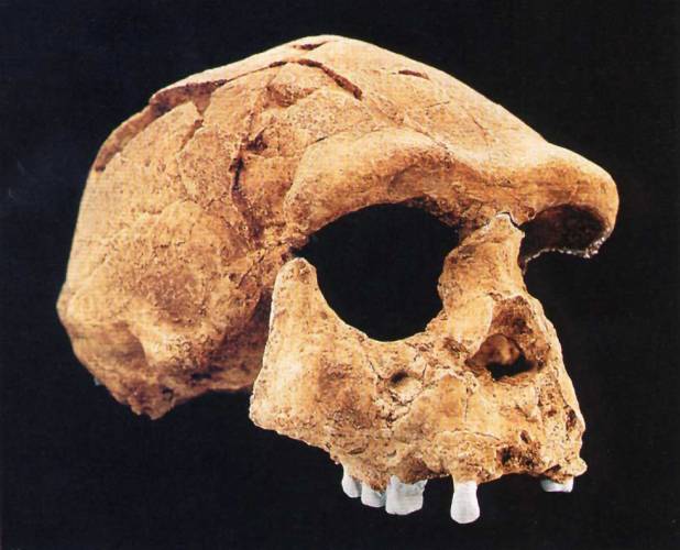 Prakticky všichni primáti, včetně vyhynulých rodů Australopithecus a Paranthropus, mají mohutné čelisti se silnými žvýkacími svaly a poměrně malou mozkovnu. Teprve fosilní a moderní zástupci rodu Homo mají poměrně gracilní žvýkací svaly, ale podstatně vyvinutější schránku na mozek. 