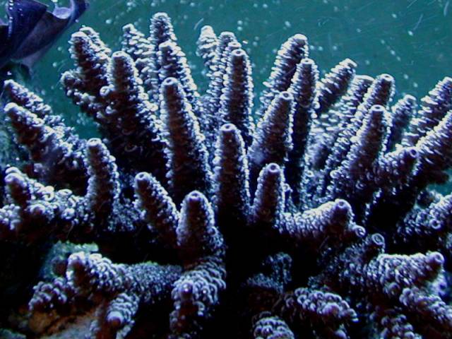 Vědci řeší záhadu ztracených genů. Nedávná studie mořských korálů ukázala, že z 1300 ge nových sekvencí druhu Acropora millepora pouze 500 mělo analogii v genových databázích. 