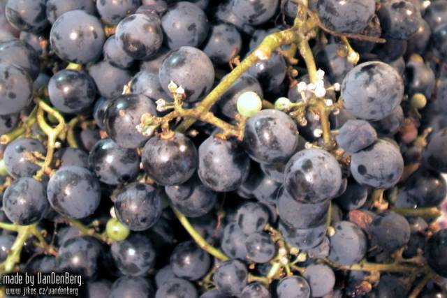 Může za to oteplování? Gregory Jones, klimatolog z Southern Oregon University v Ashlandu, analyzoval efekt současných klimatických změn na kvalitu vína v 27 předních vinařských oblastech světa. 