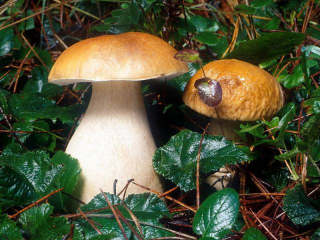Na Zemi vegetuje přes 100 tisíc druhů hub. Z toho dvě třetiny představují tzv. nižší či malé houby – mikromycety. Reprezentují je prospěšné i škodlivé plísně, kvasinky apod. Makromycety je souhrnné označení pro tzv. vyšší či velké houby. Na světě jich je asi 15 000 druhů. Většina hub má společné vlastnosti, které přibližují následující řádky.