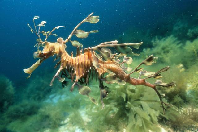 Řasovník rozedraný (Phycodurus equus), kterému se také říká mořský dráček, je skutečným mistrem v maskování. Je obyvatelem moří na jihu Austrálie, a protože žije v koloniích mořských řas, přizpůsobil jim své tělo tak dokonale, že vypadá spíše jako rostlina než živočich. 