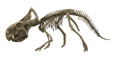 Paleontologové přehodnocují své dosavadní teorie! V Číně byly nalezeny více než 130 milionů let staré pozůstatky savce, který požíral dinosaury.