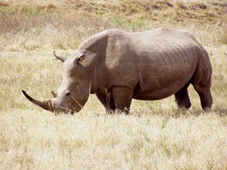 Kvůli vážným obavám z úplného vyhubení se několik posledních kusů nosorožce bílého přestěhuje příští měsíc do Keni.