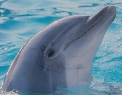 Ochránci přírody z Velké Británie jsou zděšení! V tamních pobřežních vodách se množí případy, kdy delfíni skákaví napadají příbuzné sviňuchy.