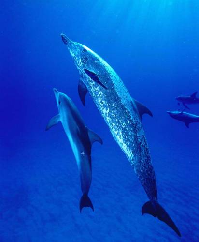 Delfín si nemůže na rozdíl od ryb nebo suchozemských savců dopřávat spánku „na plný mozek“, protože by se utopil. Spí tedy vždycky jen jedna jeho mozková hemisféra, zatímco druhá bdí a hlídá. Spící delfín se pomalu pohybuje v kruhu.