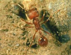 Americké vědce nedávno překvapili mravenci druhu Pogonomyrmex svým neobvyklým reprodukčním chováním.