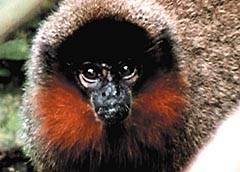 Robert Wallace, který v loňském roce objevil v bolívijském národním parku Madidi dosud neznámý druh opice, nyní dává příležitost všem lidem z celého světa, aby nového savce pojmenovali.