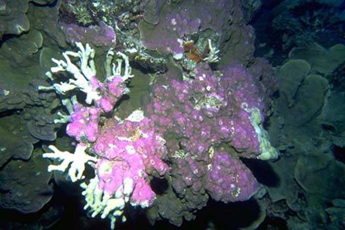 Nejnovější laboratorní testy právě potvrdily, že tým amerických odborníků před dvěma lety u pobřeží jižní Kalifornie opravdu objevil nový druh korálu.