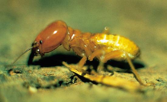 Doposud se předpokládalo, že termiti jsou nenasytní a nevybíraví strávníci, kteří zkonzumují všechno nalezené dřevo. Podle nejnovějšího výzkumu australských odborníků se ale zdá, že tomu je jinak.