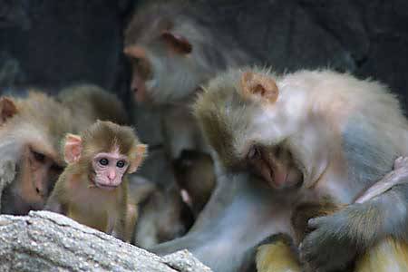 Opice si pečlivě vybírají, koho okradou o potravu! Právě v těchto dnech to při svých pokusech prokázali dva američtí vědci z university v Yale.