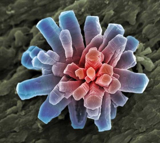 Snímek krystalu fosforečnanu vápenatého vznikl díky rastrovacímu elektronovému mikroskopu (SEM) s barevným rozlišením.