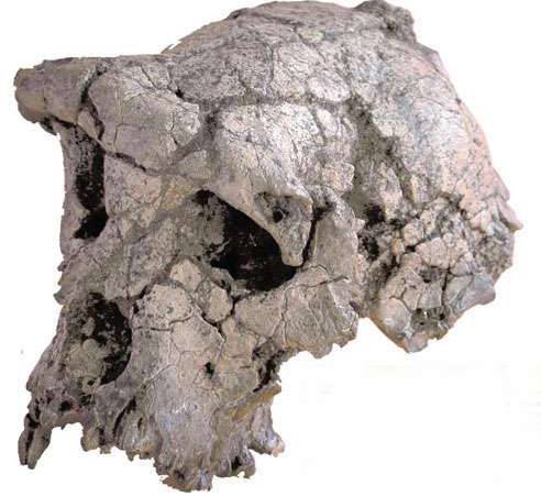 Antropologové z celého světa se přou nad nálezem z centrální Afriky. Tajemný Toumai, starý až neuvěřitelných 7 milionů let, má být údajně předchůdcem dnešního člověka!
