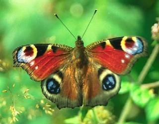 Motýli nepoletují po zahradách zcela bezcílně, jak se doposud předpokládalo. Nejnovější studie britských vědců prokázala, že naopak mají přesné „letové dráhy“.