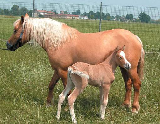 Již druhý naklonovaný kůň se narodil v italské Cremoně. Oznámili to tamní experti s tím, že zvíře přišlo na svět 25. února letošního roku.