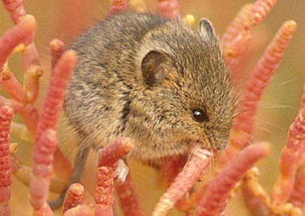 Američtí vědci nyní oznámili, že se jim podařilo uvést laboratorní myšky do stavu, který se blíží zimnímu spánku. Jejich objev má zásadní význam!