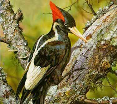 Jedinečný druh datla, který byl od roku 1920 považován za vyhynulého, nyní objevili američtí ornitologové v neprostupných lesích východního Arkansasu.