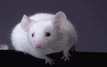 Vědecký tým z univerzity ve Washingtonu možná našel klíč k dlouhověkosti. Laboratorním myším nyní dokázal podstatně prodloužit život!