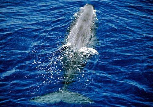 Za zvyšující se počet velryb, které každoročně uváznou na mělčině, mohou podle německých vědců změny v magnetickém poli Země.