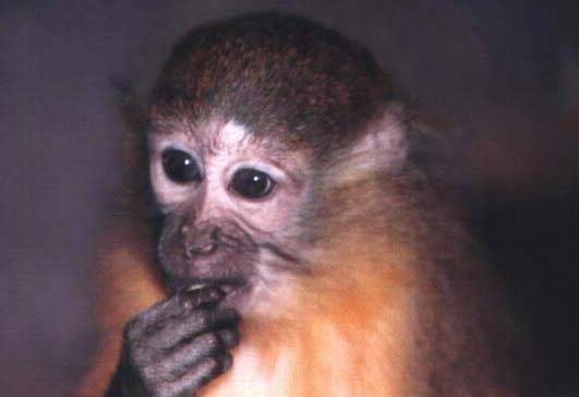 Odborníci objevili v horách v jižní Tanzánii nový, dosud neznámý druh opice, který má svým vzhledem blízko k paviánům.