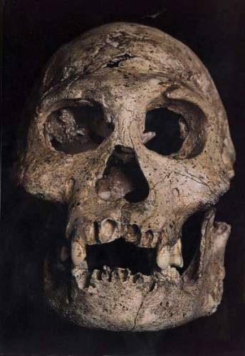 Objev zcela nečekaného lidského druhu Homo floresiensis, (21. STOLETÍ č. 2/05) žijícího prokazatelně ještě před 18 tisíci lety a pravděpodobně ještě mnohem později na indonéském ostrově Flores, rozvířil opět naplno spor zastánců dvou základních teorií o vývoji člověka.