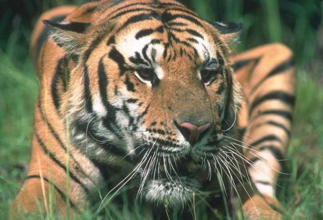 Indie oznámila, že do konce letošního roku postaví rezervaci pro stárnoucí tygry, kteří už sami nedokážou lovit ve volné přírodě.