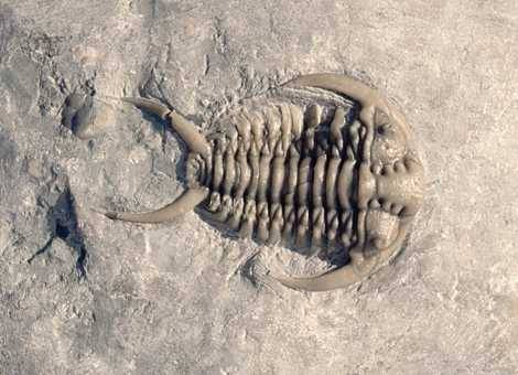 Některé druhy trilobitů byly patrně nejstaršími účastníky soubojů v živočišné říši. Již před stovkami milionů let samci mezi sebou soupeřili o samičky.