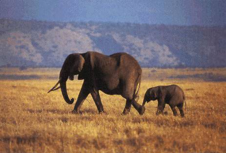 Sloni kvůli válečnému konfliktu hromadně opouštějí Pobřeží slonoviny, kterému kdysi paradoxně dali jeho jméno. 