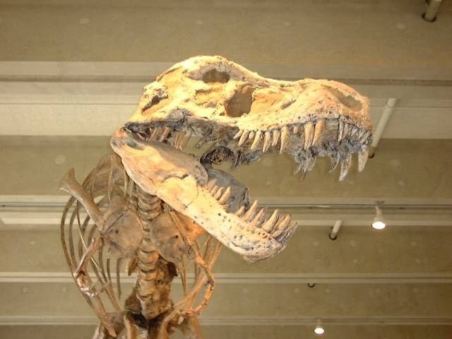 Američtí paleontologové už prý vědí, jak na to! Objevili způsob, jak u ostatků dávných tvorů rozpoznat, zda se jedná o samce, nebo o samici.